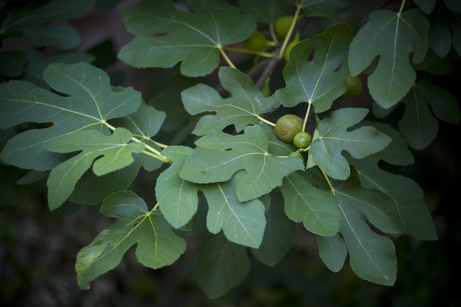 UVA Development Endowment