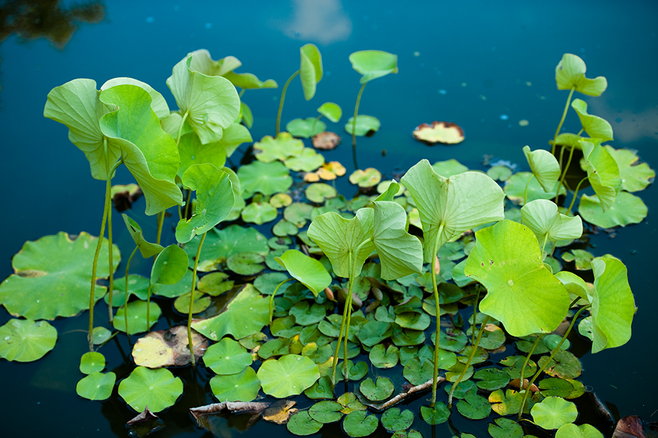 UVA Development Endowment